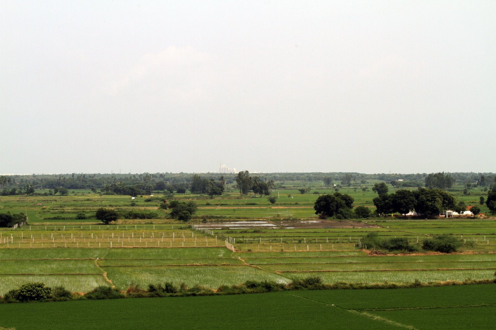 Paddy fields on approach to Hotel Grey Suit